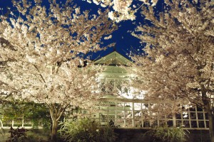 ２７年夜桜ハンター