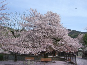 まだまだ元気