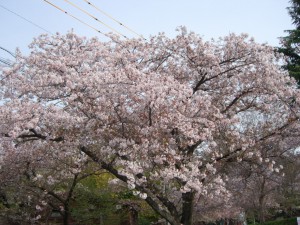 まだまだ元気