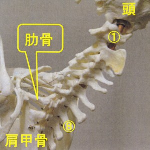 ナマケモノ頚椎