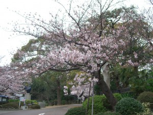 今日の桜