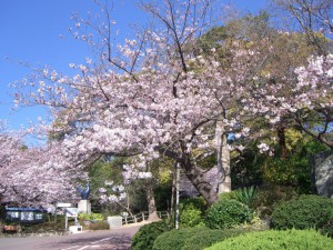 今日の桜