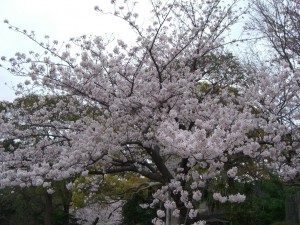 今日の桜