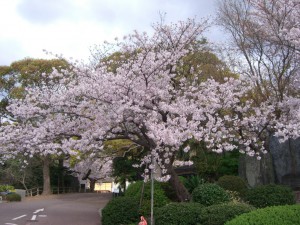 今日の桜