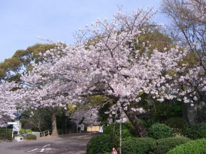 今日の桜