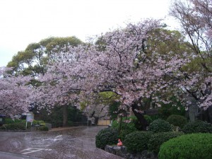 今日の桜