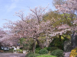 今日の桜