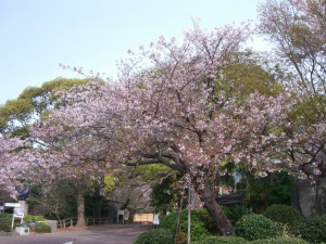 今日の桜