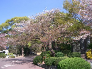 今日の桜