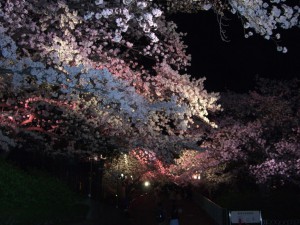 夜桜１