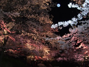 夜桜１