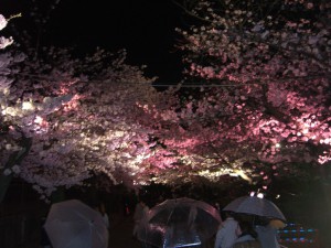 夜桜２