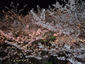 夜桜３