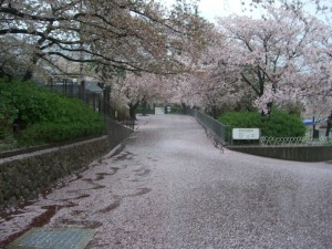 大分散って