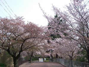 大分散って