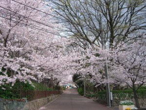 旬の桜