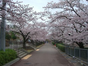 桜のトンネル１