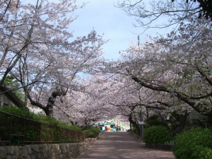 桜のトンネル１