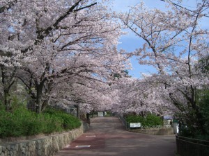 桜のトンネル２