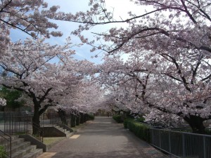 桜のトンネル３