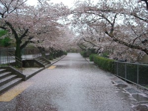 桜の絨毯