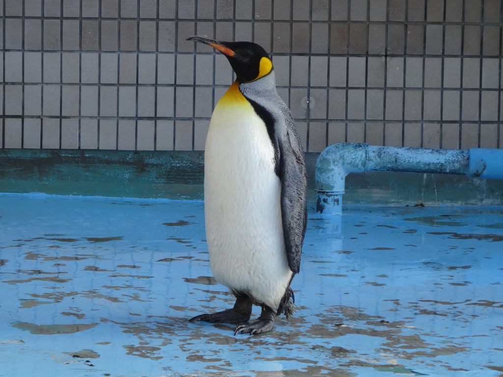 スタッフblog 神戸市立王子動物園