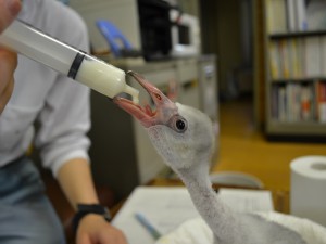 人からの授乳