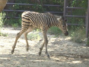 動画より