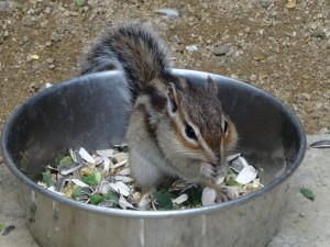 DSC08092シマリス