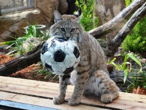 ソラとサッカーボール