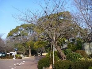 今日の桜