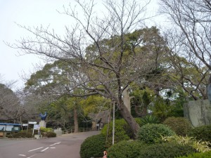 今日の桜