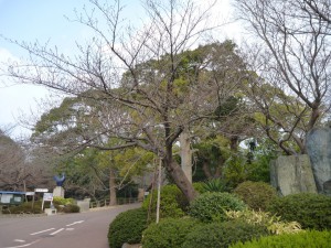 今日の桜