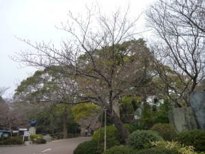 今日の桜