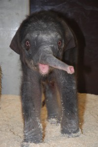 Elephant Cub