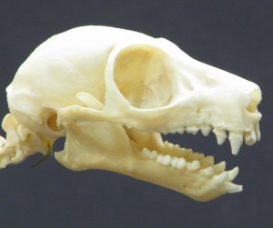 頭骨 1863