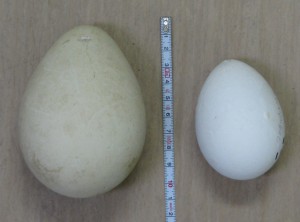 ペンギン２種の卵