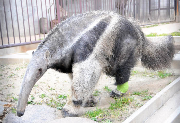 スタッフblog 神戸市立王子動物園