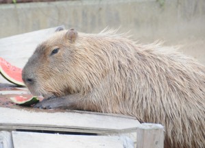 2016年トワイライトズー