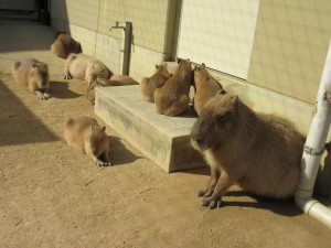 なると＆ちゅら＆7つ子