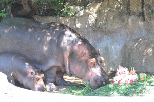 でめきち誕生会