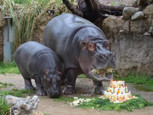 ナミコがケーキ食べる