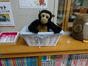 動物科学資料館 こども図書室に住んでいる チンパンジーくん