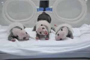 s-全世界唯一全部存活的大熊猫三胞胎