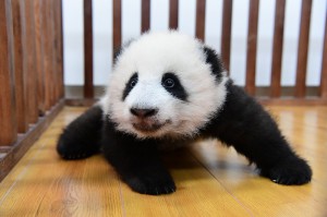 s-出生100天的大熊猫幼仔