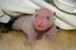 s-出生一周的熊猫幼仔 (1)