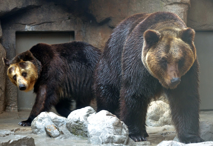 エゾヒグマ 動物図鑑 神戸市立王子動物園