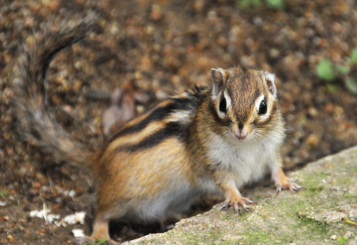 シマリス 動物図鑑 神戸市立王子動物園