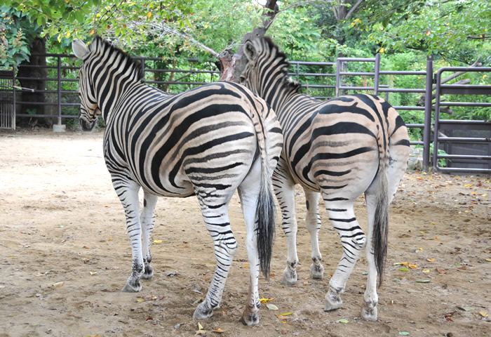 チャップマンシマウマ 動物図鑑 神戸市立王子動物園