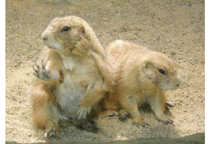 動物図鑑 神戸市立王子動物園 公式